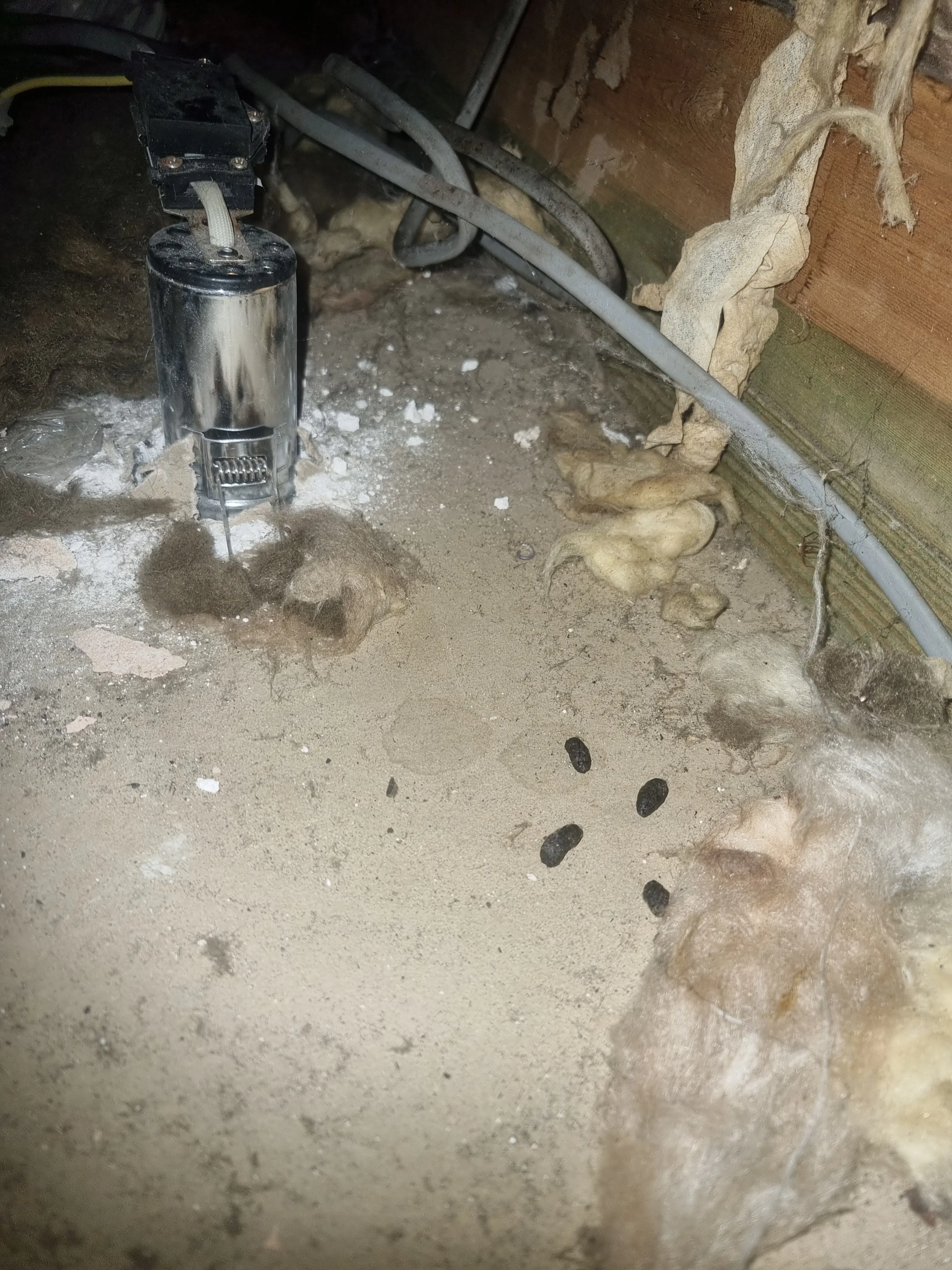 Home rat control services